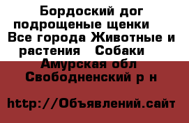 Бордоский дог подрощеные щенки.  - Все города Животные и растения » Собаки   . Амурская обл.,Свободненский р-н